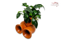 Garnelen Amphore mit Anubias barteri var. Nana `Petite´ (Bonsai)