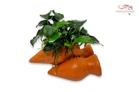 Garnelen Amphore mit Anubias barteri var. Nana `Petite´ (Bonsai)