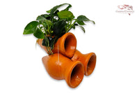 Garnelen Amphore mit Anubias barteri var. Nana `Petite´ (Bonsai)