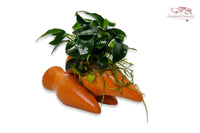 Garnelen Amphore mit Anubias barteri var. Nana `Petite´ (Bonsai)