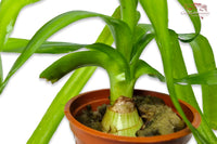 Crinum thaianum / Thailändische Hakenlilie im Topf