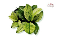 Anubias-Nana-Pinto-Rarität-Aufsitzerpflanze-Dennerle-Dennerleplants-weiß-grüne-Pflanze-Aquariumpflanze-wächst-auf-Wurzeln-Steine-Rhizome-Wasserpflanze-waterplants-planted-tank-Aquascaping-robust-barschfeste-Pflanze-Bitterstoffe-AnubiasPinto-weißgrün-panaschierte-Blätter