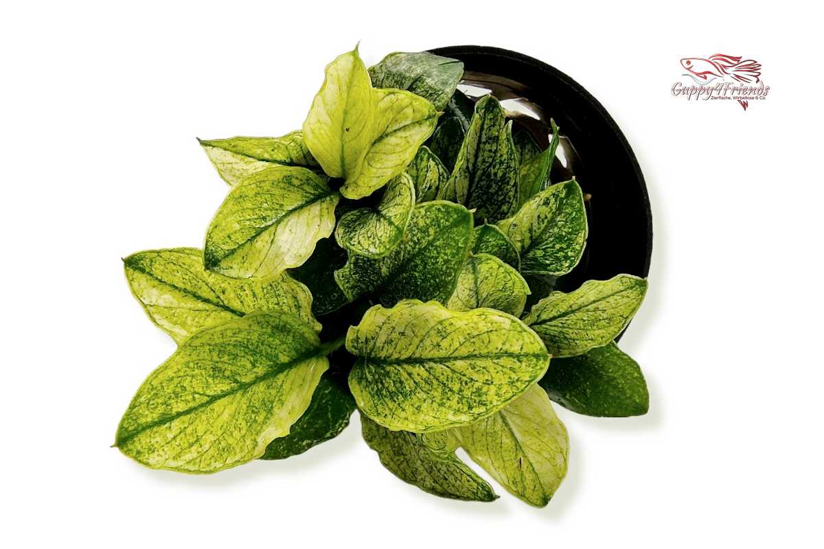Anubias-Nana-Pinto-Rarität-Aufsitzerpflanze-Dennerle-Dennerleplants-weiß-grüne-Pflanze-Aquariumpflanze-wächst-auf-Wurzeln-Steine-Rhizome-Wasserpflanze-waterplants-planted-tank-Aquascaping-robust-barschfeste-Pflanze-Bitterstoffe-AnubiasPinto-weißgrün-panaschierte-Blätter