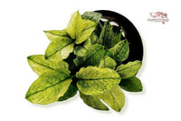 Anubias-Nana-Pinto-Rarität-Aufsitzerpflanze-Dennerle-Dennerleplants-weiß-grüne-Pflanze-Aquariumpflanze-wächst-auf-Wurzeln-Steine-Rhizome-Wasserpflanze-waterplants-planted-tank-Aquascaping-robust-barschfeste-Pflanze-Bitterstoffe-AnubiasPinto-weißgrün-panaschierte-Blätter