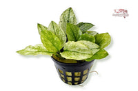 Anubias-Nana-Pinto-Rarität-Aufsitzerpflanze-Dennerle-Dennerleplants-weiß-grüne-Pflanze-Aquariumpflanze-wächst-auf-Wurzeln-Steine-Rhizome-Wasserpflanze-waterplants-planted-tank-Aquascaping-robust-barschfeste-Pflanze-Bitterstoffe-AnubiasPinto-weißgrün-panaschierte-Blätter