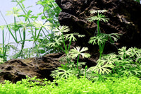 Ranunculus-inundatus-In-Vitro-Pflanzen-Aquariumpflanzen-schneckenfrei-Tropicaaquariumplants-Vordergrundpflanze-pflegeleicht-Bodendecker-aus-In-Vitro-Kultur-pestizidfrei-algenfrei-laborgezüchtet-Aquariumpflanzen-Aquascape-Akzentpflanze