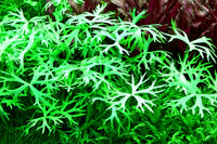 Ranunculus-inundatus-In-Vitro-Pflanzen-Aquariumpflanzen-schneckenfrei-Tropicaaquariumplants-Vordergrundpflanze-pflegeleicht-Bodendecker-aus-In-Vitro-Kultur-pestizidfrei-algenfrei-laborgezüchtet-außergewöhnliche-Blattform-schirmchenartige-Blätter