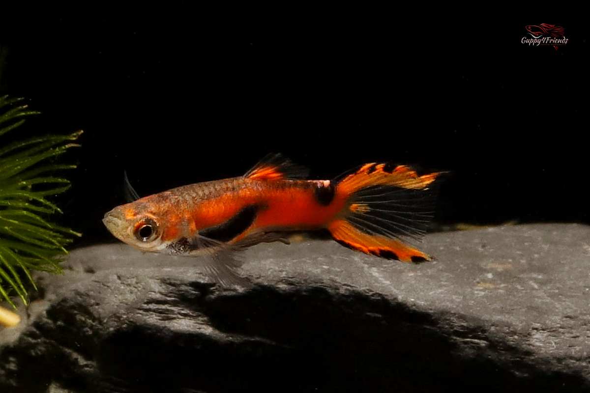 Endler-Guppy-Red-Scarlet-Guppy4friends-Guppy-online-kaufen-Guppies-Online-kaufen-Poecilia-wingei