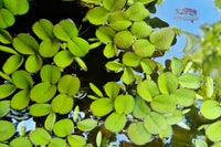 Salvinia-auriculata-Schwimmfarn-kleinoriger-Schwimmfarn-Farnpflanze-Schwimmpflanze-Aquarium-Tropica-Aquariumplants-Wasserpflanzen-kaufen-Ulm-Umgebung-Wasserpflanzen-BadenWürttemberg-algenfrei-pestizidfrei-laborgezüchtet-Aquariumpflanze-waterplant-water-plants-planted-tank-Miniteiche-Teichpflanze