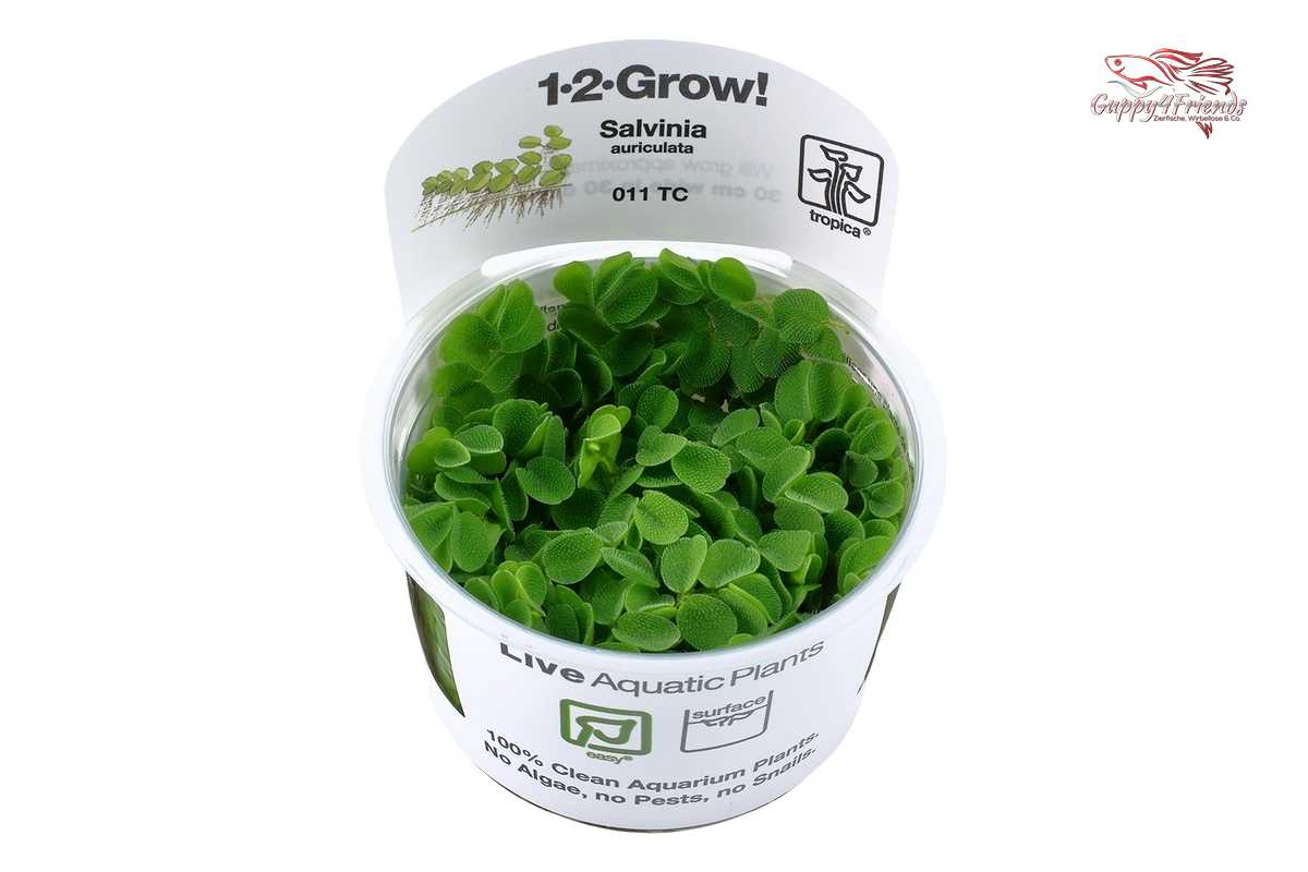 Salvinia-auriculata-Schwimmfarn-kleinoriger-Schwimmfarn-Farnpflanze-Schwimmpflanze-Aquarium-Tropica-Aquariumplants-Wasserpflanzen-kaufen-Ulm-Umgebung-Wasserpflanzen-BadenWürttemberg-algenfrei-pestizidfrei-laborgezüchtet-Aquariumpflanze-waterplant-water-plants-planted-tank-Miniteiche-Teichpflanze