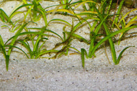 JBL-Sansibar-River-für-guten-Pflanzenwuchs-heller-Bodengrund-Aquarium-Terrariumsand-Aquariumsand