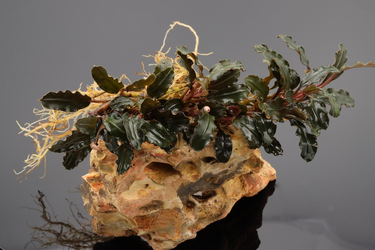 Bucephalandra Sekadau Purple wavy, dunkelgrüne gewellte Blätter, starkes Wurzelwerk, haftet sich an Wurzeln und Gestein fest, Aquariumgestein, Aquariumholz, Fingerwood, Driftwook, Morkienwurzel.
