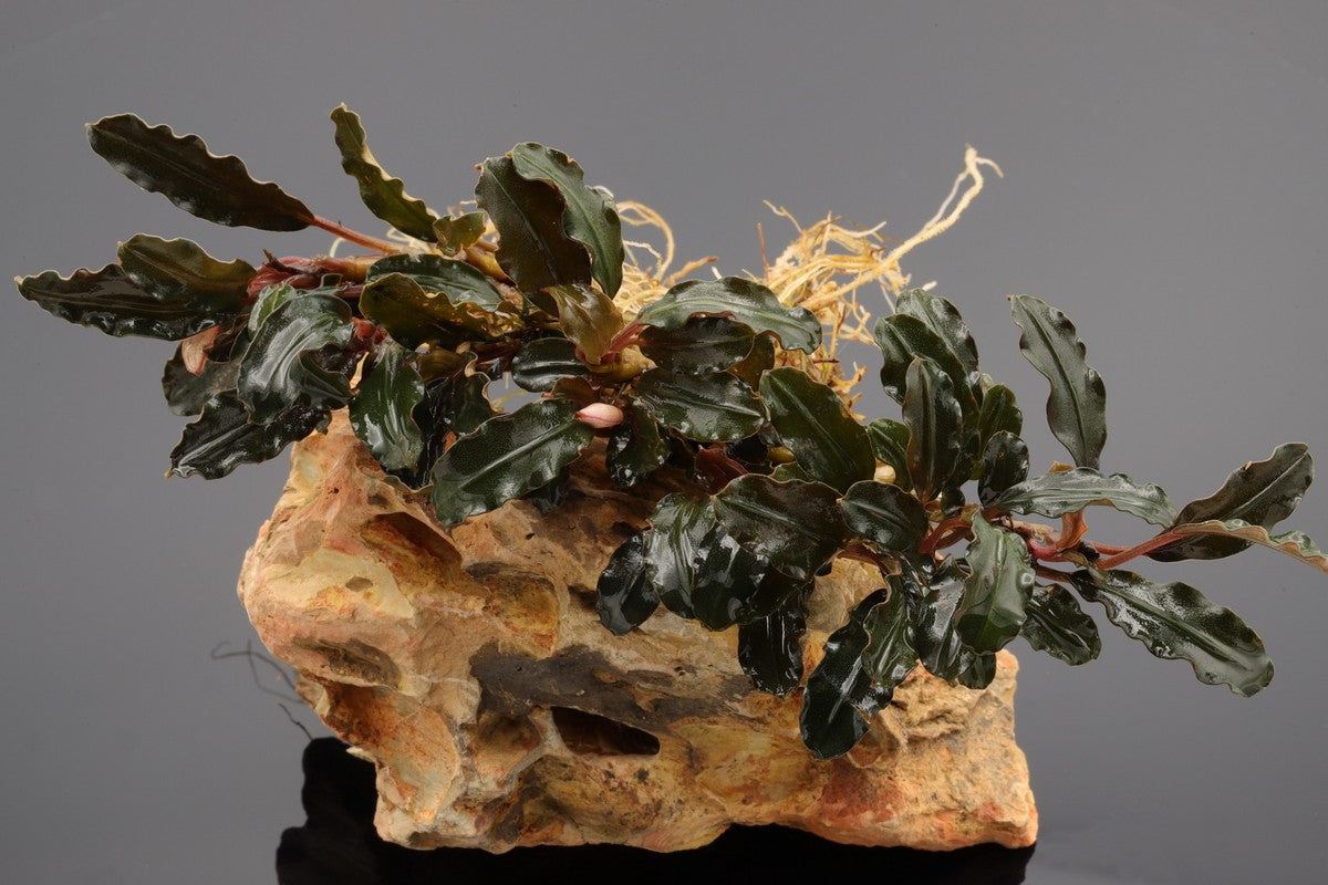 Bucephalandra Rarität Bucephalandra sekadau purple wavy, sehr langsam wachsende Rhizompflanze