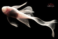 Ancistrus-L144-Snow-white-Longfin-Antennenwels-L144-schneeweiß-long-fin-Schleier-Schleierflossen-Nachzuchten-putzerfisch-Scheibenputzer-Zierfische-online-kaufen-welse-L-Welse