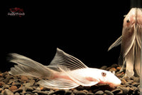 Ancistrus-L144-Snow-white-Longfin-Antennenwels-L144-schneeweiß-long-fin-Schleier-Schleierflossen-Nachzuchten-putzerfisch-Scheibenputzer-Zierfische-online-kaufen-welse-L-Welse