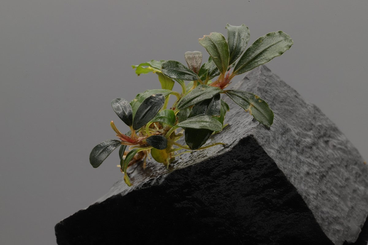 Bucephalandra Starglitz, kleine feine Bucephalandra mit Glitzer auf ihren Blättern, dunkelgrüne leicht längliche Blattform, endemisch auf Borneo. Sehr langsam wachsend. Aquariumpflanze Aufsitzerpflanze