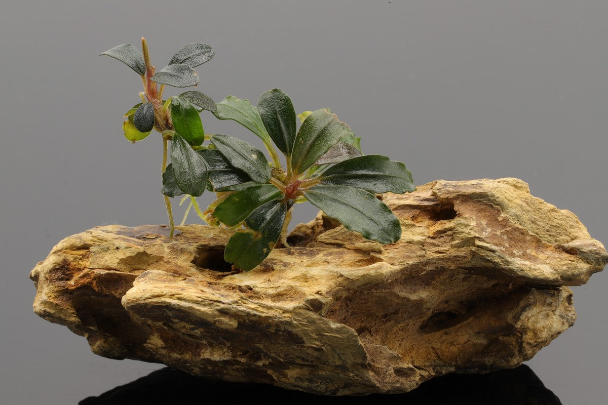 Bucephalandra Starglitz, verträgt Temperaturen bis 30°C. GH: 0-30° dGH KH: 0-10° dKH PH: 5-8, wenig bis mittlerer Lichtbedarf