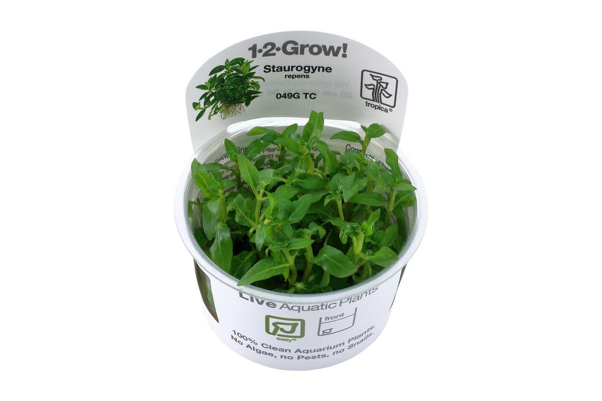 Aquariumpflanze staurogyne repens In-Vitro. scaping Becken. Aquascaping. Einfach zu haltende Aquariumpflanze. Buschiger kompakter Wuchs. Staurogyne repens.