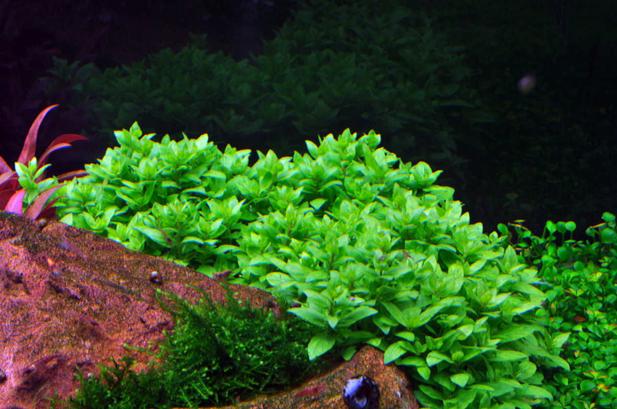Staurogyne repens. Die kriechende Staurogyne repens In-Vitro. Laborgezüchtete Pflanze von Tropica. Aquariumpflanze. Wächst sehr schön an Steinen. Kann durch beschneiden der Pflanze geformt werden.