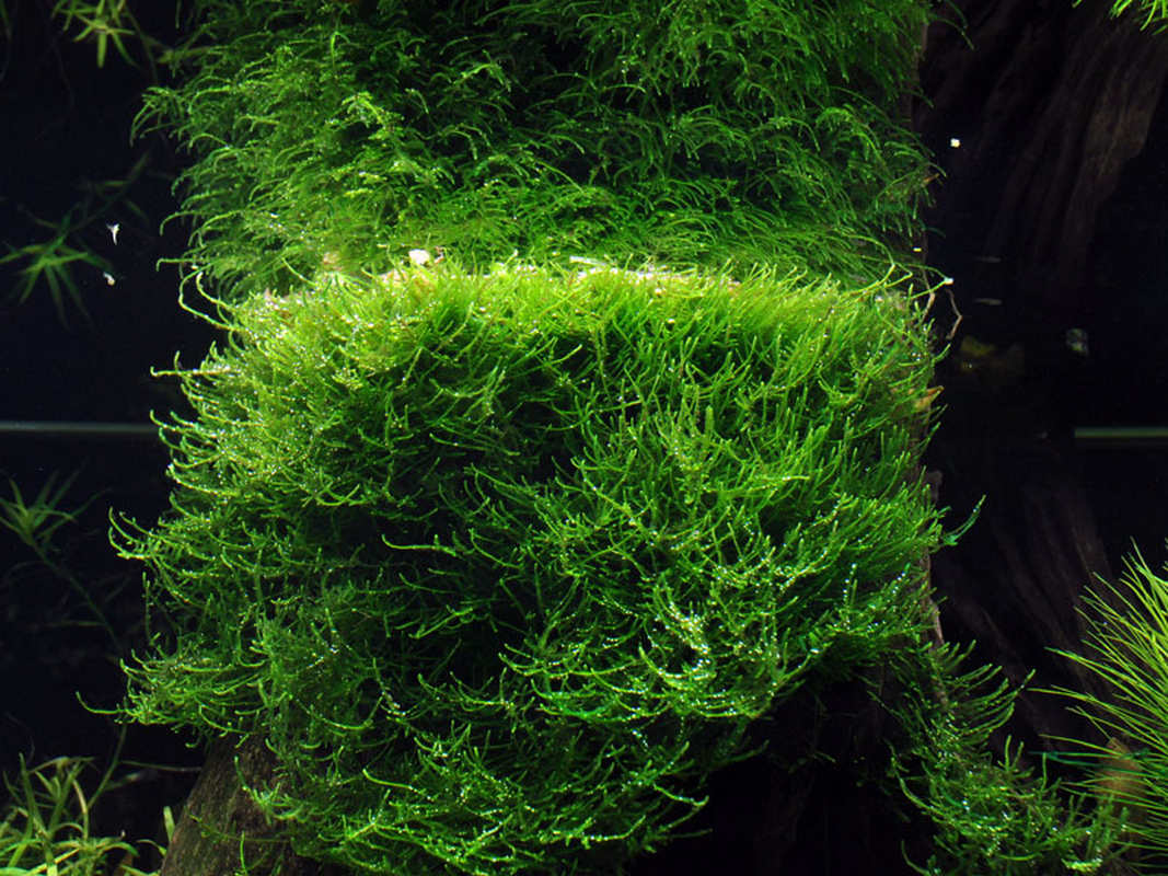 Taxiphyllum barbieri In-Vitro. Javamoos für Zwerggarnelen. Fischzucht, Aufzucht, Fischbrut, Unterschlupf für Nachwuchs. Versteckmöglichkeiten.