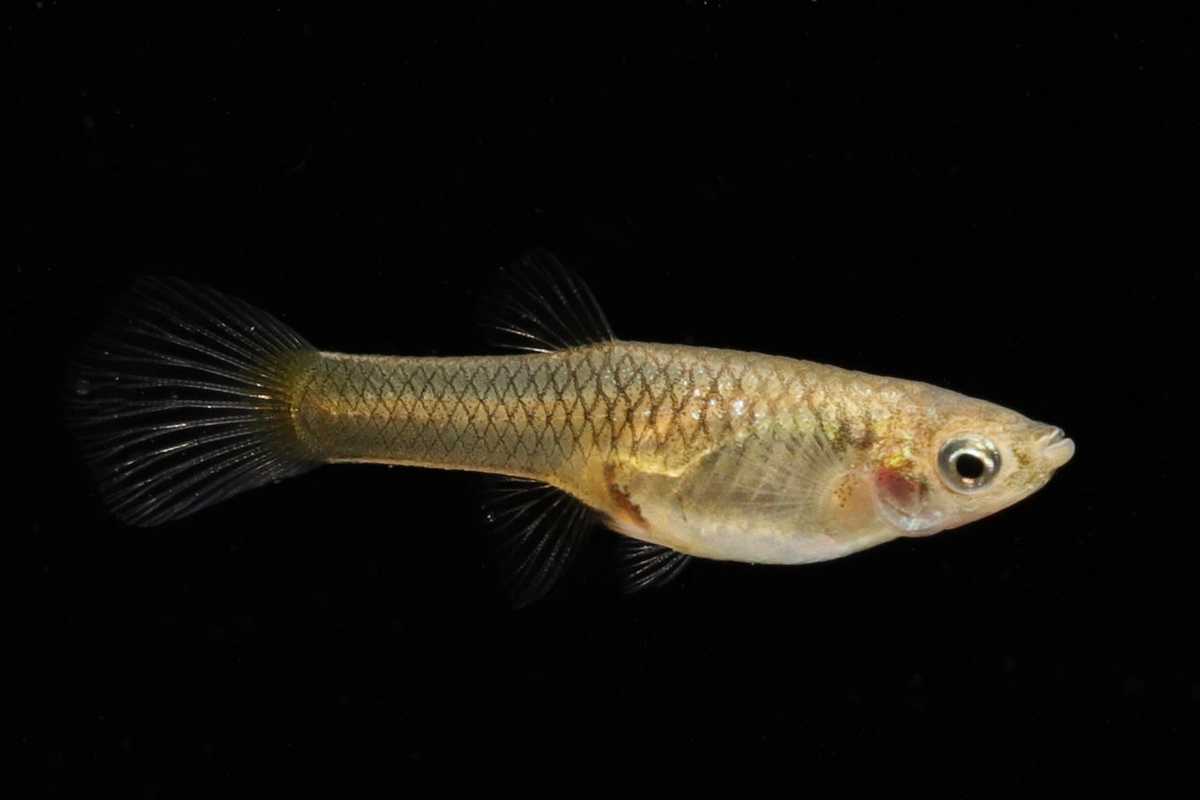 Poecilia-wingei-Tiger-Endler-Guppy-Guppies-Online-kaufen-Guppyzüchter-Guppyzucht-Guppy4friends