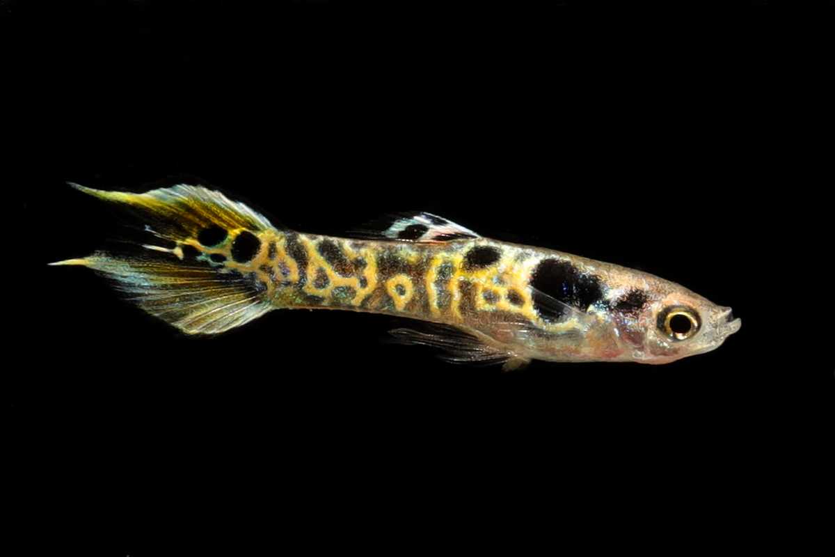 Poecilia-wingei-tiger-endler-guppy
