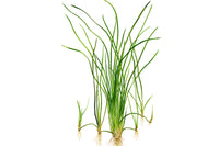 Vallisneria-nana-gracilis-Hintergrundpflanze-Skalarbecken-Diskusbecken-schmalblättrig-Hintergrundpflanze-filigran