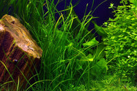 Vallisneria-nana-gracilis-Hintergrundpflanze-Skalarbecken-Diskusbecken-schmalblättrig-Hintergrundpflanze-filigran