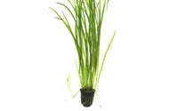 Vallisneria Spiralis / Schraubenvallisnerie im Topf - Guppy4Friends