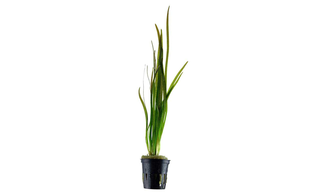 Vallisneria Spiralis / Schraubenvallisnerie im Topf - Guppy4Friends