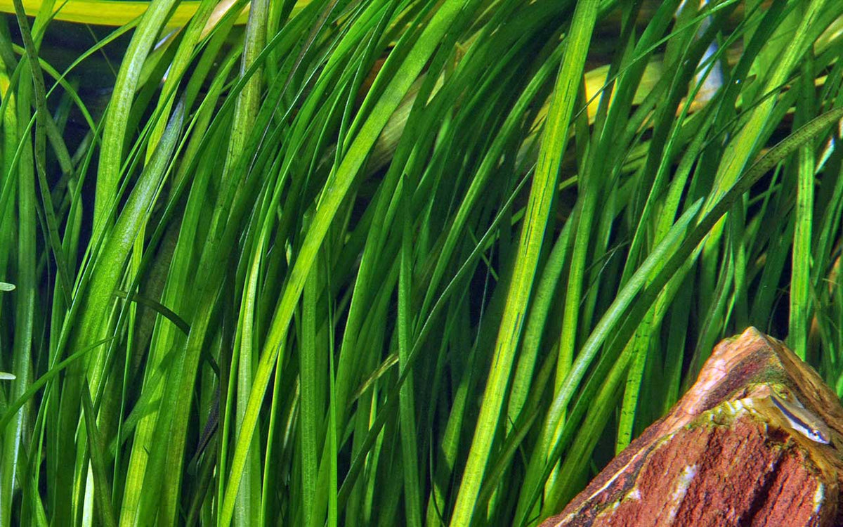 Vallisneria Spiralis / Schraubenvallisnerie im Topf - Guppy4Friends