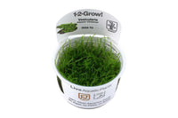 Vesicularia montagnei / Christmas Moos. Moose für Aquarien. Christmas Moss. Weihnachtsbaummoos. Eher langsam wachsendes Moos. Vesicularia dubyana christmas.