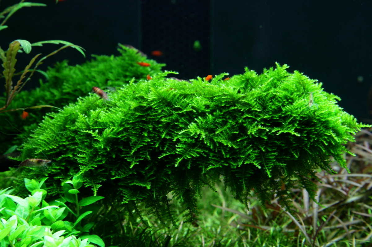 Vesicularia montagnei / Christmas Moos Tropica In-Vitro 1-2Grow!, dicht und kompakt wachsendes Moos. Aquarium Moos für Zwerggarnelen, Garnelen.