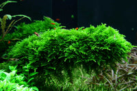Vesicularia montagnei / Christmas Moos Tropica In-Vitro 1-2Grow!, dicht und kompakt wachsendes Moos. Aquarium Moos für Zwerggarnelen, Garnelen.