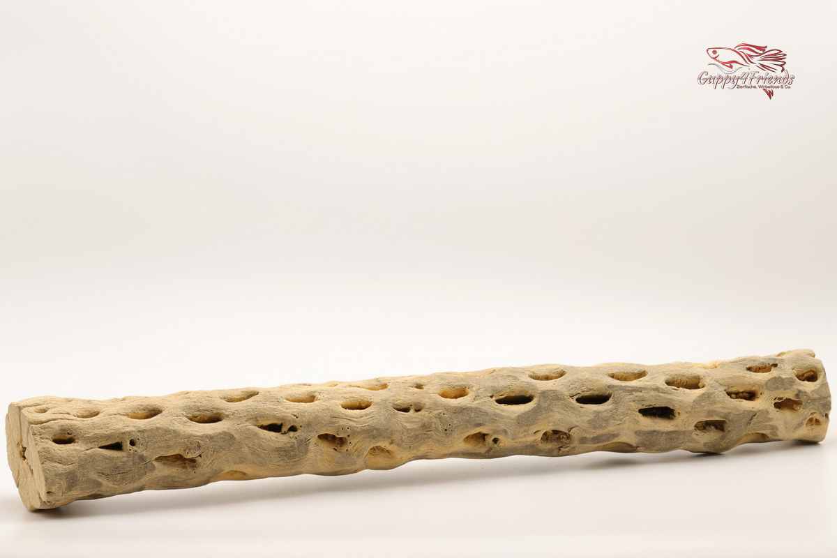 Vuka-Holz-Chollawood-Aquariumdeko-Naturdeko-Naturdekoration-Terriarium-Holz-Holz-Reptilien