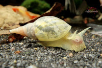 Lymnaea-stagnalis-weiße-Spitzschlammschnecke-Aquariumschnecken-Teichschnecke-frisst-Hydra-gegen-Hydra-Nesseltierchen-im-Aquarium-Nachzucht