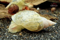 Lymnaea-stagnalis-weiße-Spitzschlammschnecke-Garnelenaquarium-fressen-Hydra-Nesseltierchen-kühlere-Temperatur-für-Teichhaltung-geeignet-Außenhaltung-möglich-eierlegend