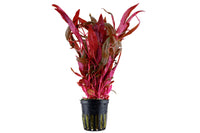 Alternanthera reineckii 'Pink', Tropica. Das pinke Papageienblatt. Kontraspflanze Aquariumpflanze mit Besonderheiten grüne Blattoberseiten pinke Blattunterseiten benötigt intensive Beleuchtung Alternanthera reineckii rosaefolia