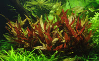 Alternanthera reineckii 'Pink' von Tropica Wasserpflanzengärtneri pinke Aquariumpflanze busichiger Wuchs benötigt Nährstoffe Mikronährstoffe Makronährstoffe