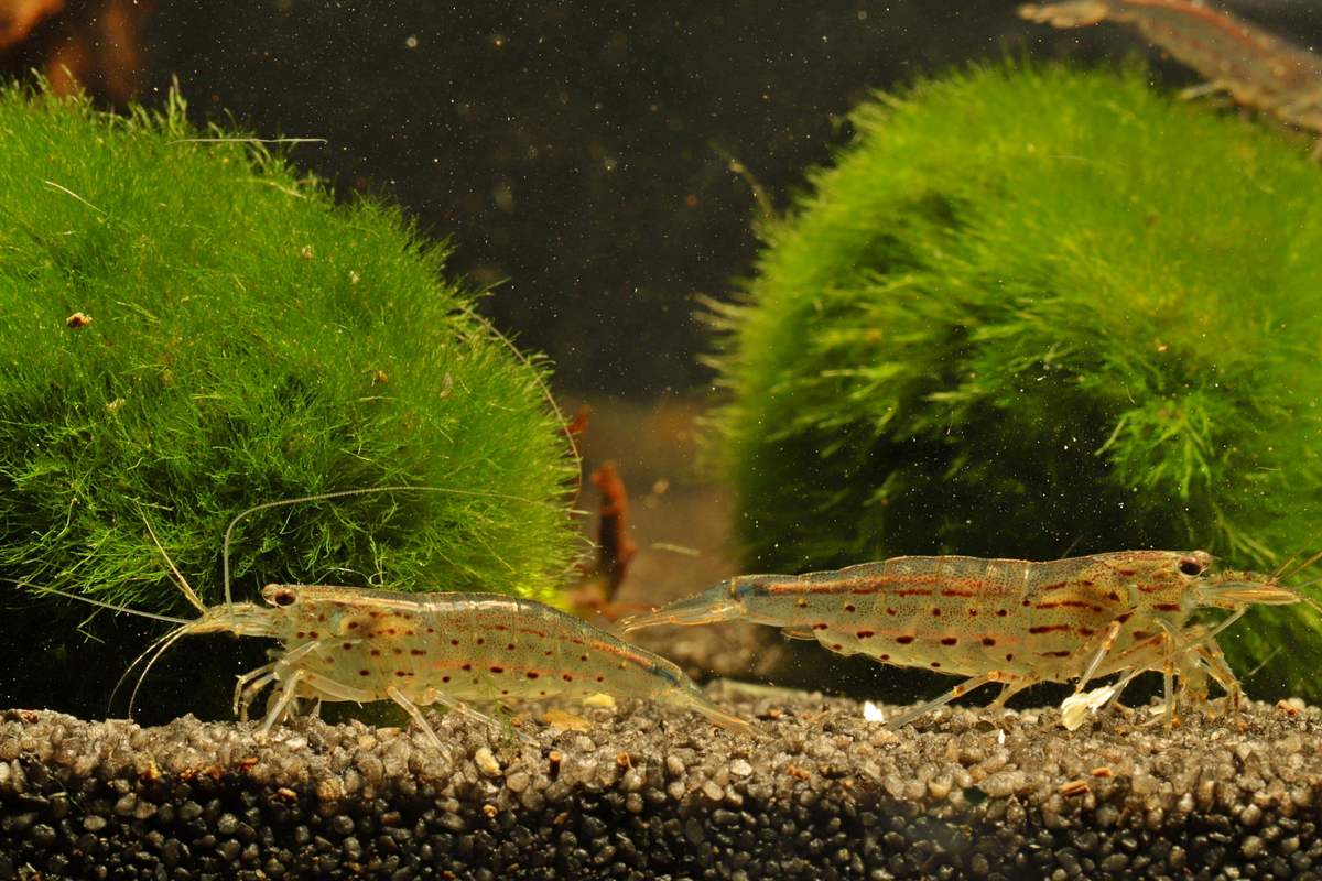 Caridina-multidentata-Amanogarnelen-Guppy4friends-Algenvernichter-Erstbesatz