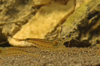 Amanogarnele-Caridina-multidentata-Algenfresser-Algenbekämpfung-Algeneindämmung-Restevernichter-Omnivore-Garnelen-Zwerggarnelen