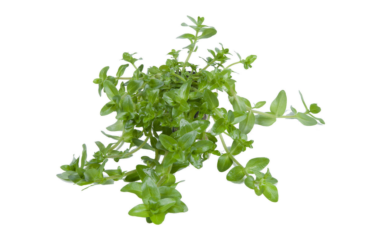 Bacopa caroliniana / Fettblatt im Topf