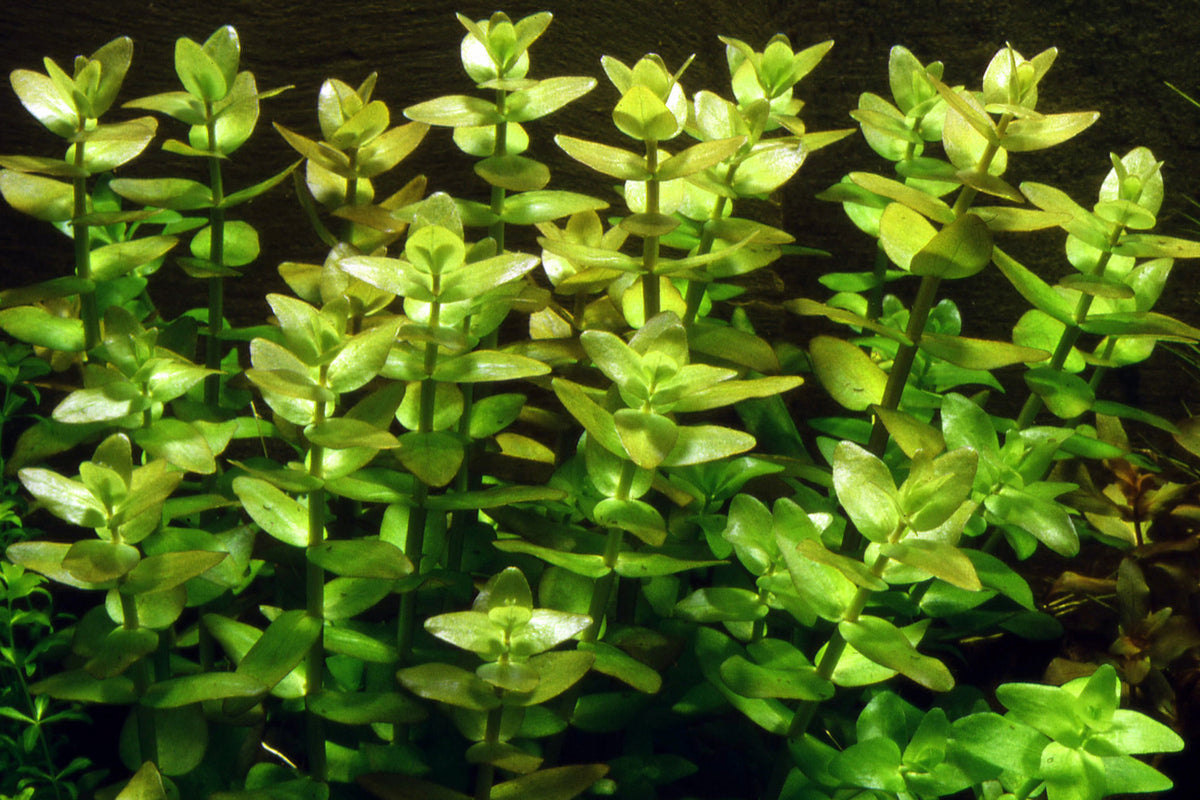 Bacopa caroliniana / Fettblatt im Topf