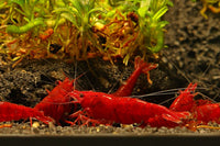 Bloody-Mary-Sakura-Garnele-Zwerggarnelen-Ziergarnelen-Guppy4friends-Neocaridina-davidi-sp.-bloody-mary-sakura-minishrimp