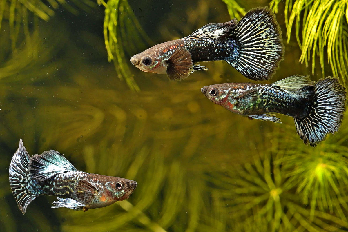 Hochzucht-Guppys-Poecilia-reticulata-Blue-dragon-big-ears-dumbo-ears-bluedragon-dumbo-Beifisch