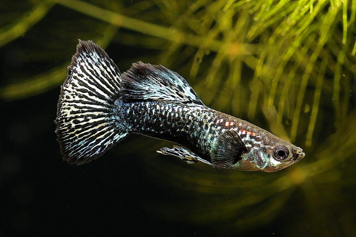 Blue-dragon-big-ears-guppy-male-männchen-Guppybock-Drachenmuster-Hochuchtform-Snakeskin