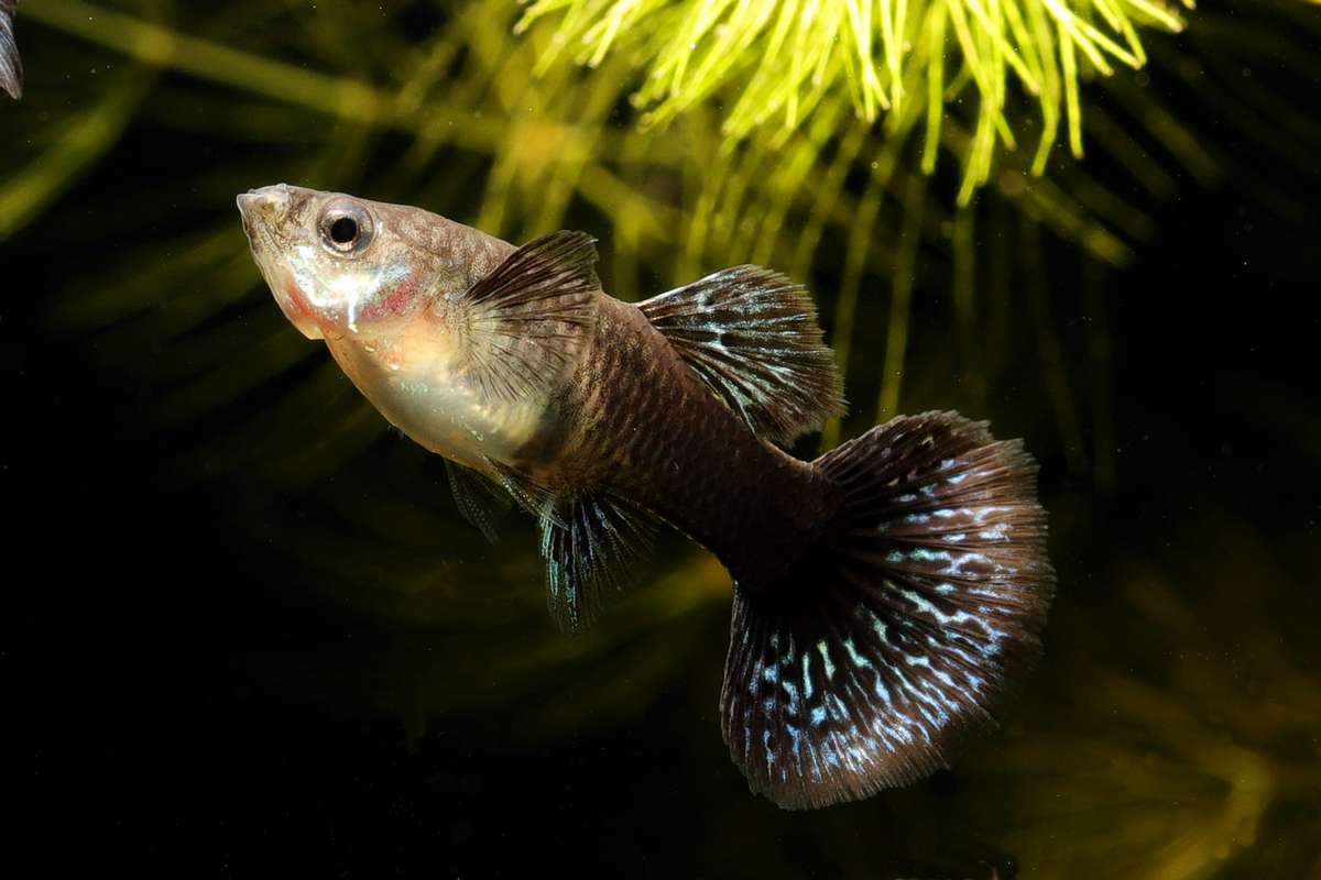 Female-guppy-blue-dragon-hochucht-Drachenmuster-dragonguppy-guppies-guppy4friends