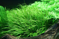 Blyxa japonica / 1-2Grow! In-Vitro " Tropica" Guppy4friends japanisches Fadenkraut Blyxa hat ein charakteristisches und grasartiges Aussehen, wirkt sanft und dynamisch. Ausreichend CO2-Versorgung und intensive Beleuchtung. Sie wächst in Büschen und kann im Vordergrund und Mittelgrund eines Aquariums platziert werden.