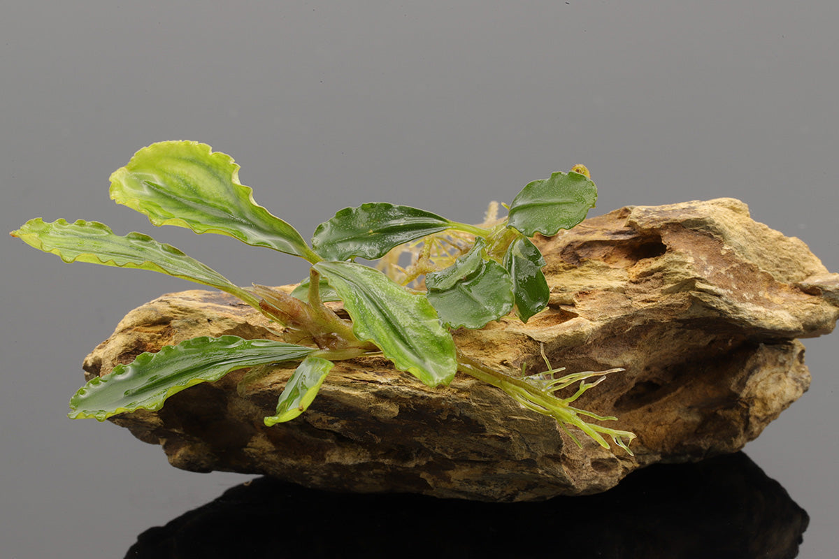 Bucephalandra Boyan Rhizom, Aufsitzerpflanze, aus Borneo stammend, langsam wachsend und wenig Ansprüche an die Wasserwerte.