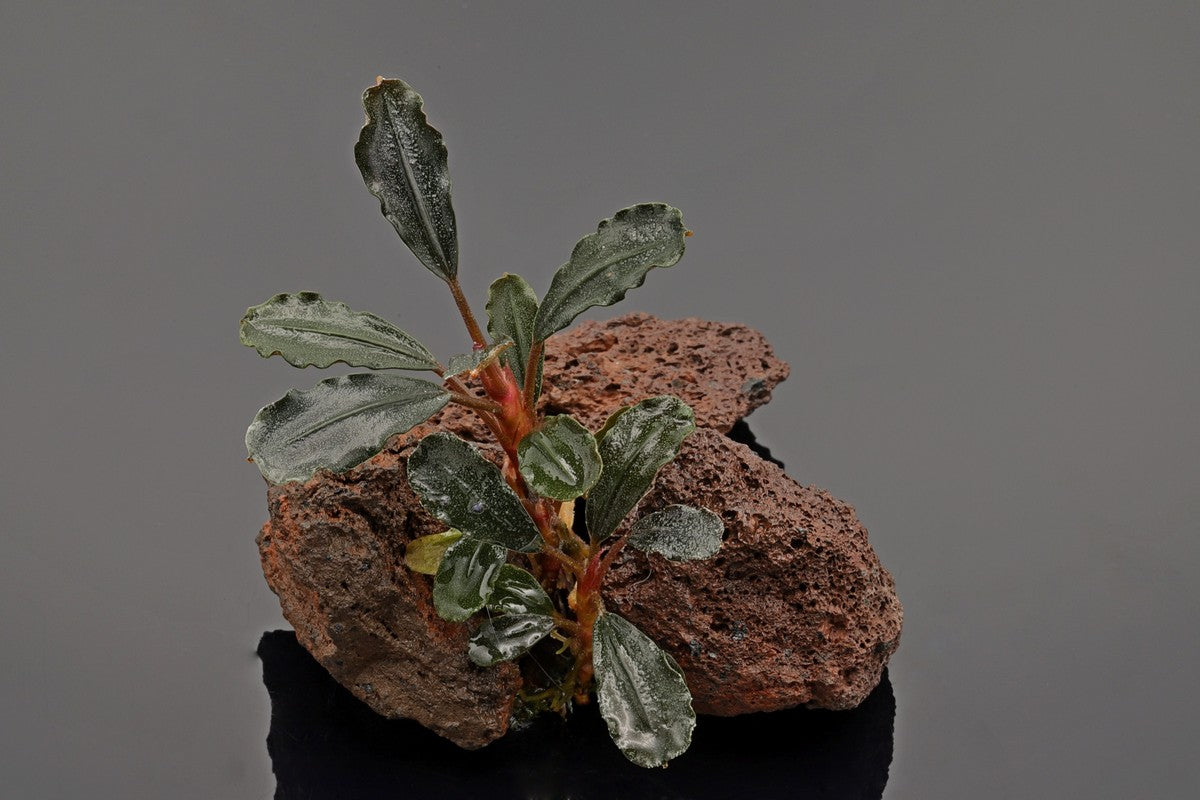 Bucephalandra Brownie brown. Aufsitzerpflanze. langsamwachsend, anspruchslos, dunkelgrüne gewellte Blätter, rote Blattstiefe. Für Lavasteine bestens geeignet. Anspruchslose Aufsitzerpflanze.